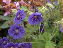 Geranium ibericum