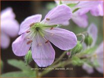 Geranium maculatum &#39;Espresso&#39;