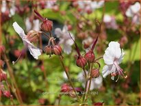 Geranium cantabrigiense &#39;Harz&#39;