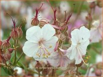 Geranium cantabrigiense &#39;Saint Ola&#39;