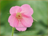 Geranium endressii &#39;Wargrave Pink&#39;