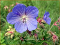 Geranium himalayense