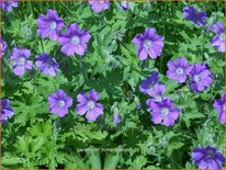 Geranium himalayense