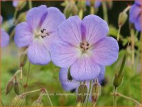 Geranium himalayense &#39;Irish Blue&#39;