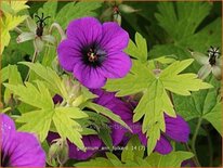 Geranium &#39;Ann Folkard&#39;