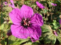 Geranium &#39;Anne Thomson&#39;