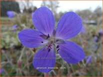 Geranium &#39;Brookside&#39;