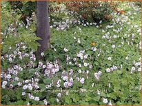 Geranium cantabrigiense &#39;Biokovo&#39;