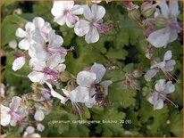 Geranium cantabrigiense &#39;Biokovo&#39;