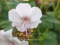 Geranium cantabrigiense &#39;Biokovo&#39;