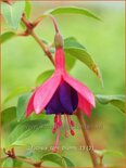 Fuchsia &#39;Tom Thumb&#39;