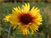 Gaillardia &#39;Amber Wheels&#39;