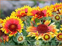 Gaillardia &#39;Kobold&#39;