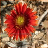 Gaillardia &#39;Tokayer&#39;