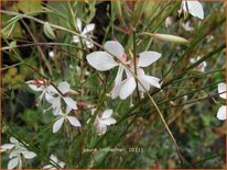 Gaura lindheimeri