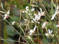 Gaura lindheimeri