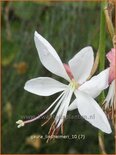 Gaura lindheimeri