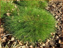 Festuca gautieri