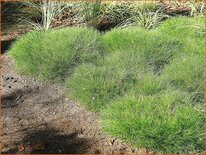 Festuca gautieri