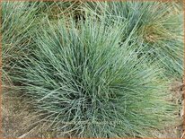 Festuca glauca &#39;Blauglut&#39;