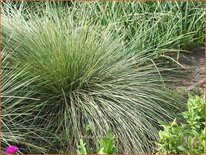 Festuca mairei