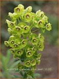 Euphorbia characias &#39;Black Pearl&#39;