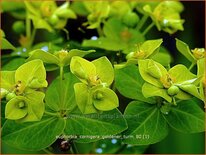 Euphorbia cornigera &#39;Goldener Turm&#39;