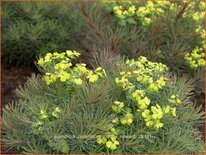 Euphorbia cyparissias &#39;Clarice Howard&#39;