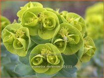 Euphorbia myrsinites