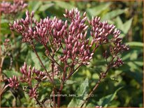 Eupatorium &#39;Baby Joe&#39;