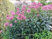 Eupatorium maculatum &#39;Gateway&#39;