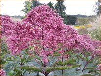 Eupatorium maculatum &#39;Gateway&#39;