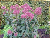 Eupatorium maculatum &#39;Gateway&#39;