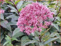 Eupatorium maculatum &#39;Riesenschirm&#39;