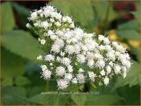 Eupatorium rugosum &#39;Braunlaub&#39;