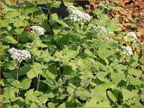 Eupatorium rugosum &#39;Braunlaub&#39;