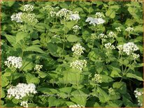 Eupatorium rugosum &#39;Braunlaub&#39;