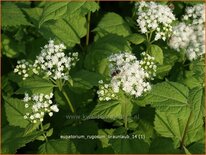 Eupatorium rugosum &#39;Braunlaub&#39;