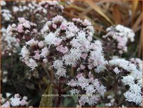 Eupatorium rugosum &#39;Chocolate&#39;