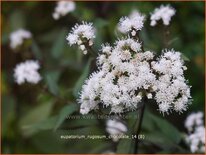 Eupatorium rugosum &#39;Chocolate&#39;