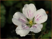 Erodium reichardii &#39;Album&#39;