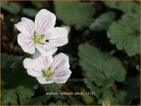 Erodium reichardii &#39;Album&#39;