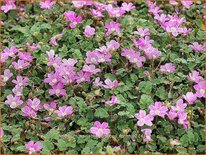 Erodium variabile &#39;Bishop&#39;s Form&#39;