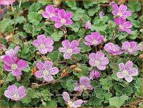 Erodium variabile &#39;Bishop&#39;s Form&#39;