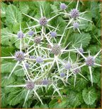 Eryngium variifolium