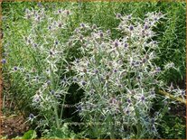 Eryngium variifolium