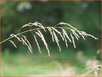 Eragrostis curvula