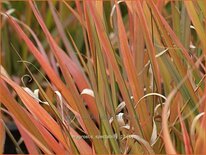 Eragrostis spectabilis