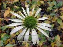 Echinacea purpurea &#39;White Swan&#39;