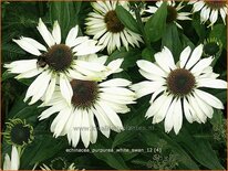 Echinacea purpurea &#39;White Swan&#39;